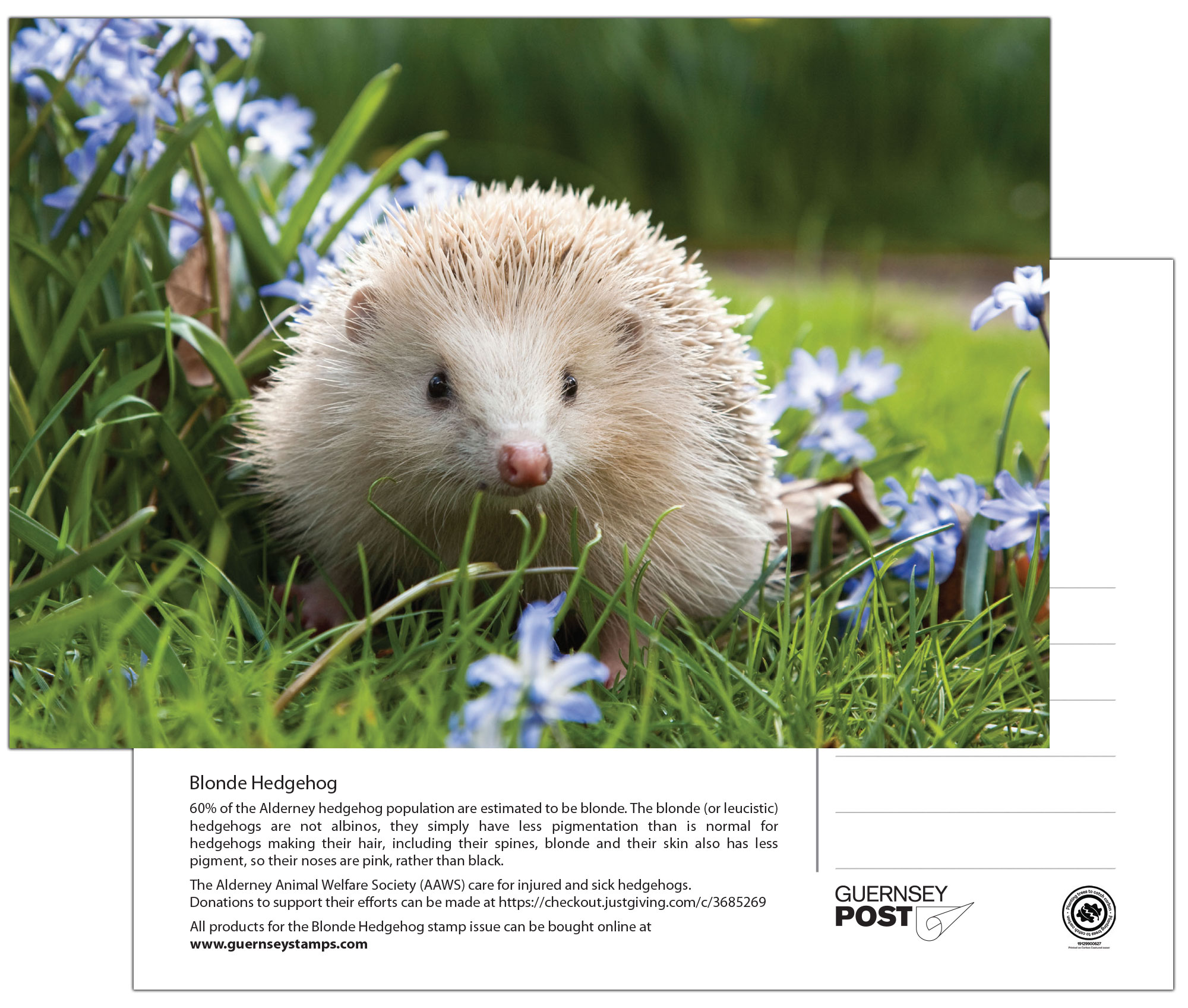 Postcard
